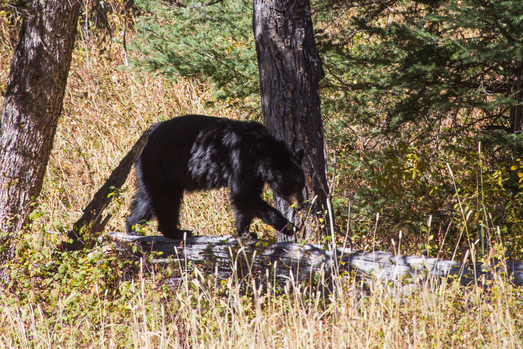 Black bear in Lamar Valley, Yellowstone National Park.  Click for next photo.