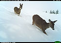 Deer near Luther, MT.