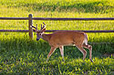 Deer in back yard, Red Lodge, MT, July 2020.