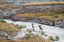 Bighorns in a dry creek bed, Badlands National Park, summer 2020.