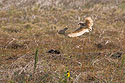 Burrowing Owl, Badlands National Park, summer 2020.