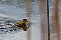 Ducks, Sioux Falls, SD.  This little one and a couple of others seemed to be having difficulty finding their parents. They were driven off when they came across the pair with six ducklings.