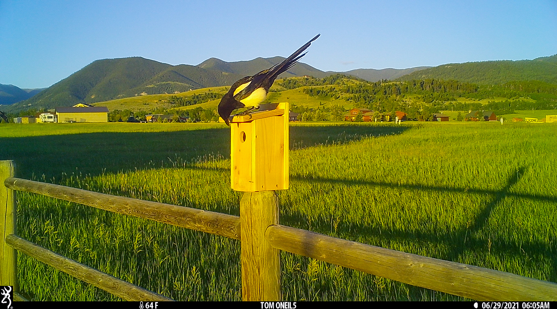 Magpie checking out bluebird box, Red Lodge, MT, 2021.  Click for next photo.