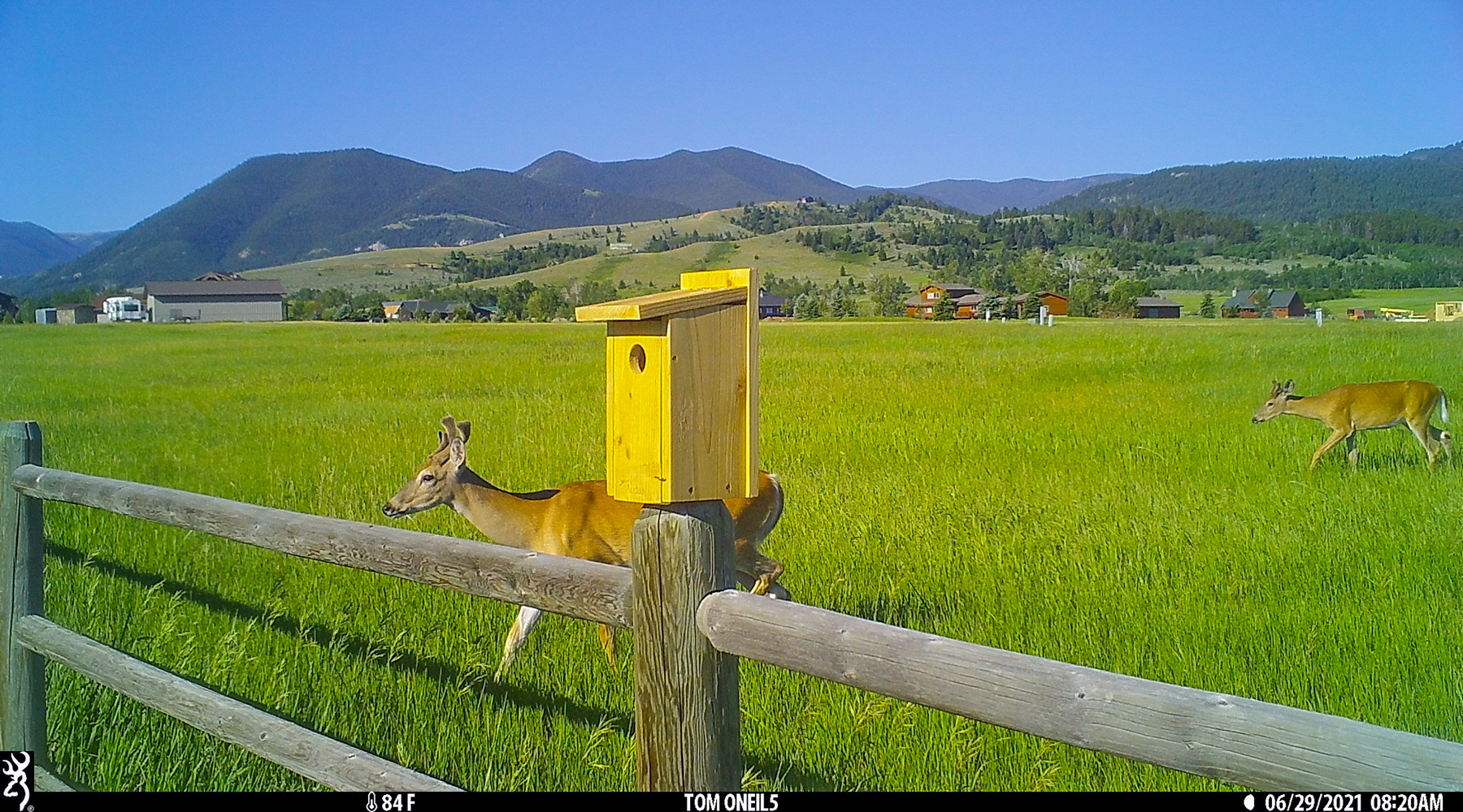 Deer wandering past bluebird box, Red Lodge, MT, 2021.