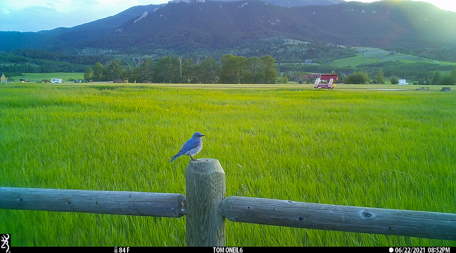 Mountain Bluebird, Red Lodge, MT, 2021.