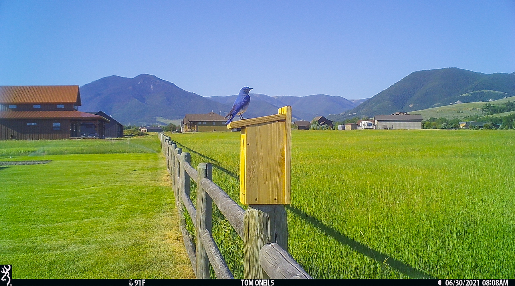Bluebird, Red Lodge, MT, 2021.
