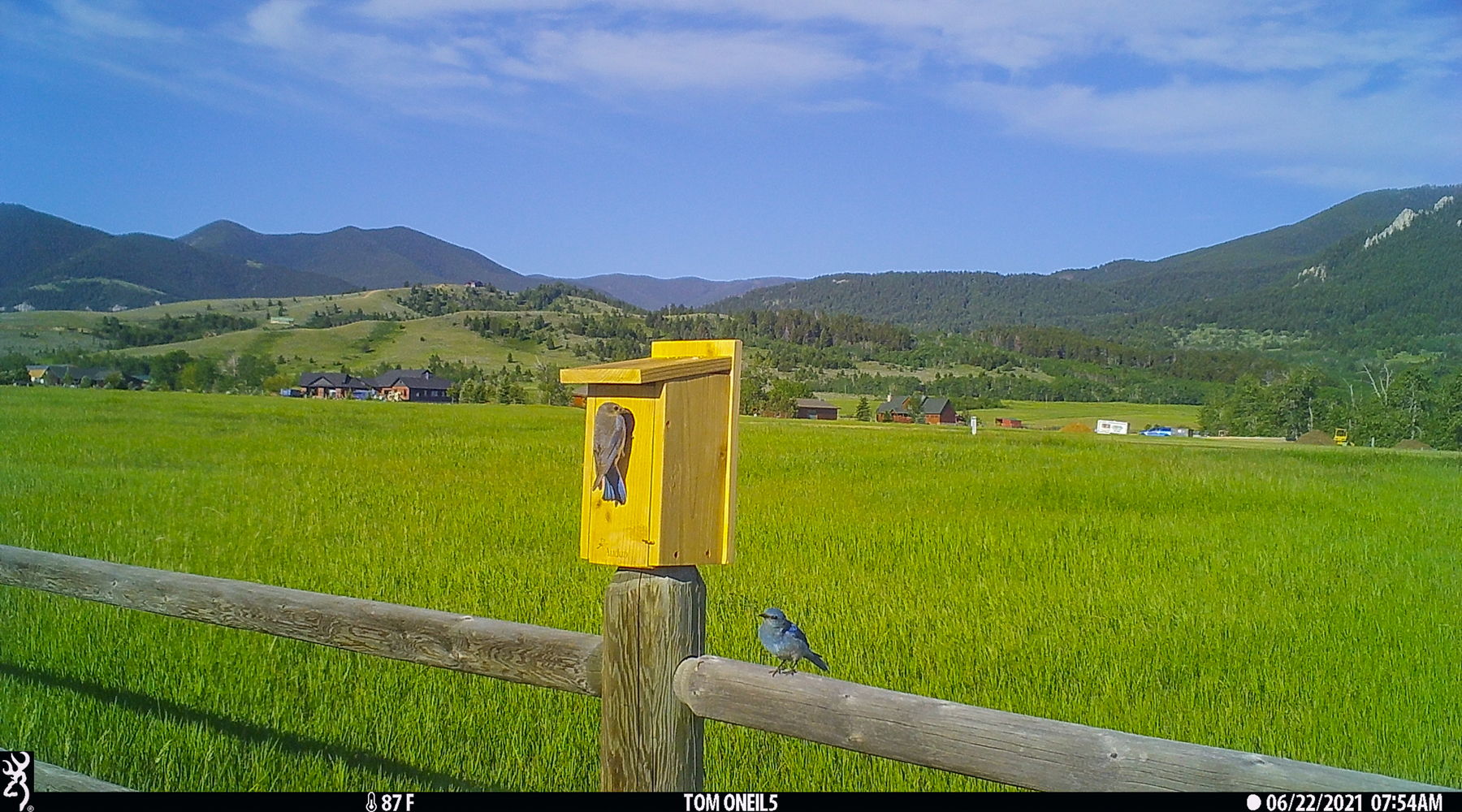 Bluebirds, Red Lodge, MT, 2021.  Click for next photo.