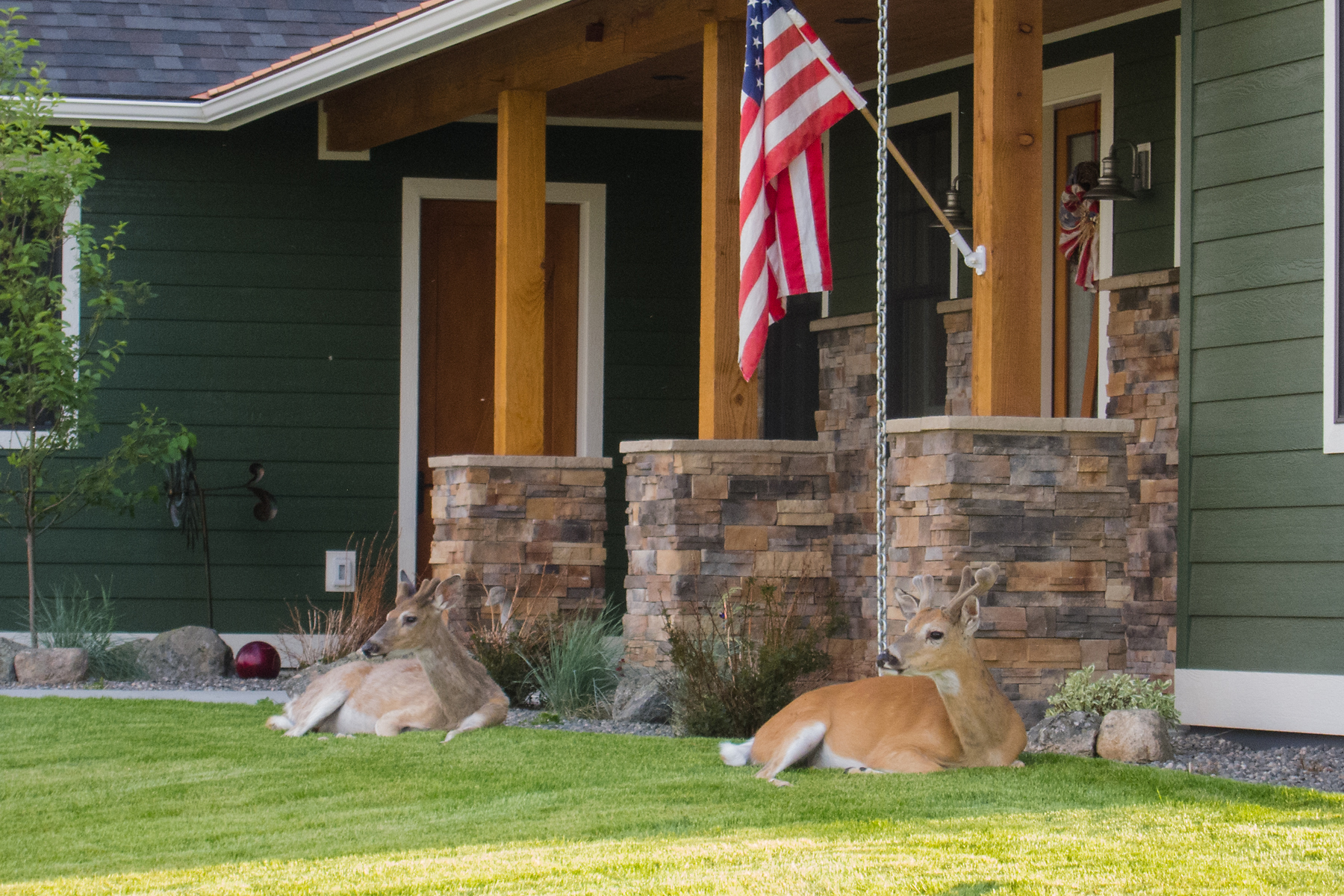Deer, Red Lodge, Montana.  Click for next photo.