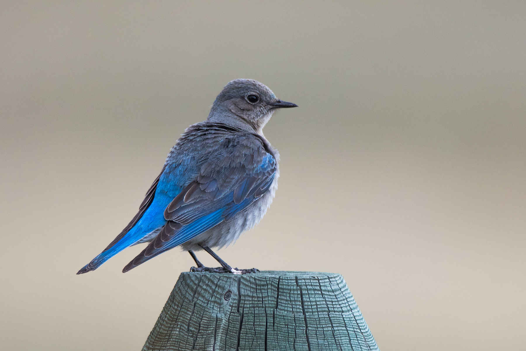 Bluebird, Red Lodge, Montana, May 2021.  Click for next photo.