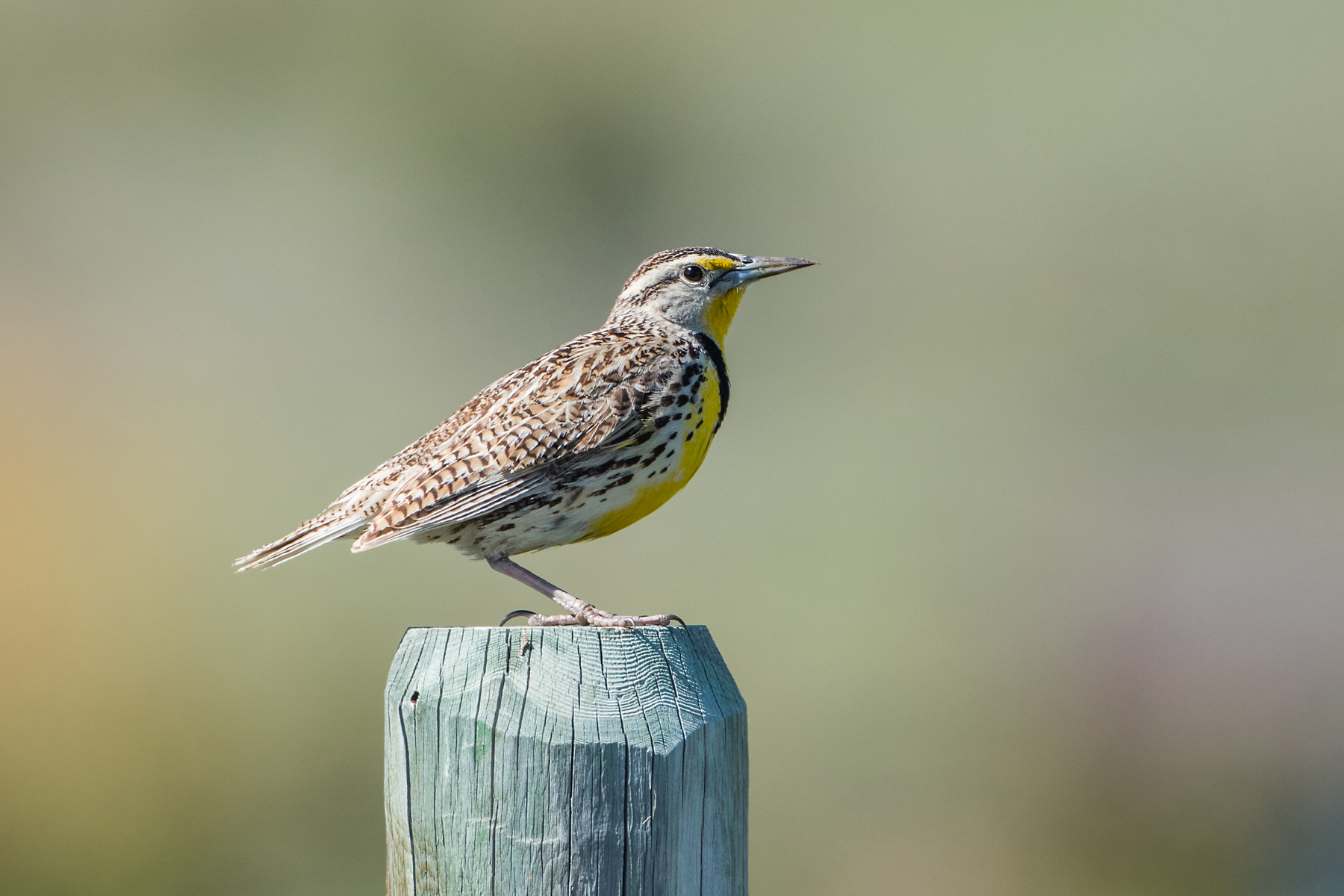 Meadowlark, Red Lodge, Montana, June 2021.  Click for next photo.