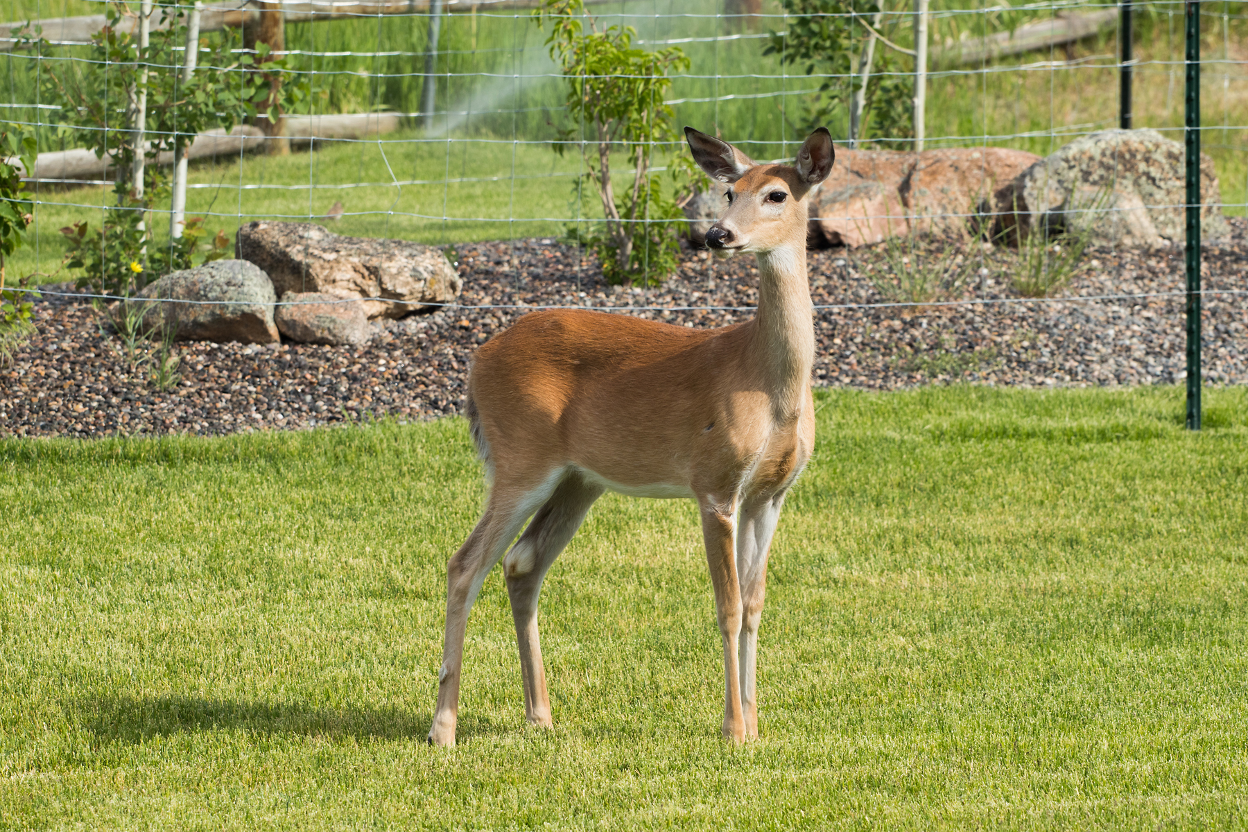 Deer, Red Lodge, Montana.  Click for next photo.