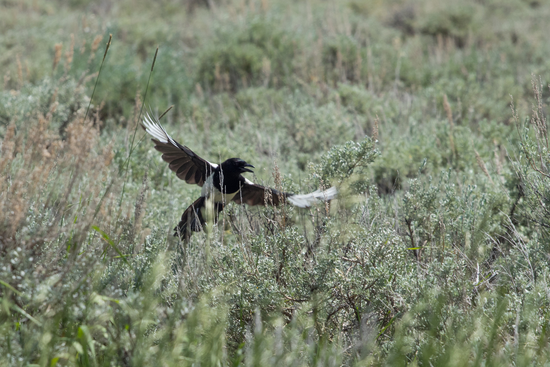 Magpie, Red Lodge, Montana, June 2021.  Click for next photo.