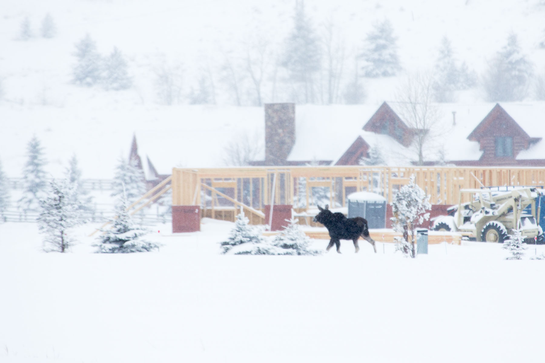 Moose running through neighborhood, Red Lodge, MT, February 2021.  Click for next photo.