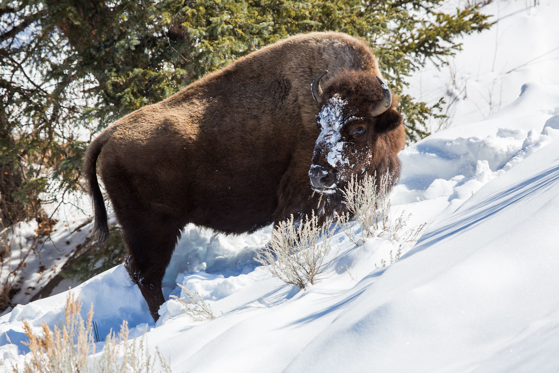 I dont have an image for Feb. 26, so Im substituting this from March 1, 2021, bison, Yellowstone.  Click for next photo.