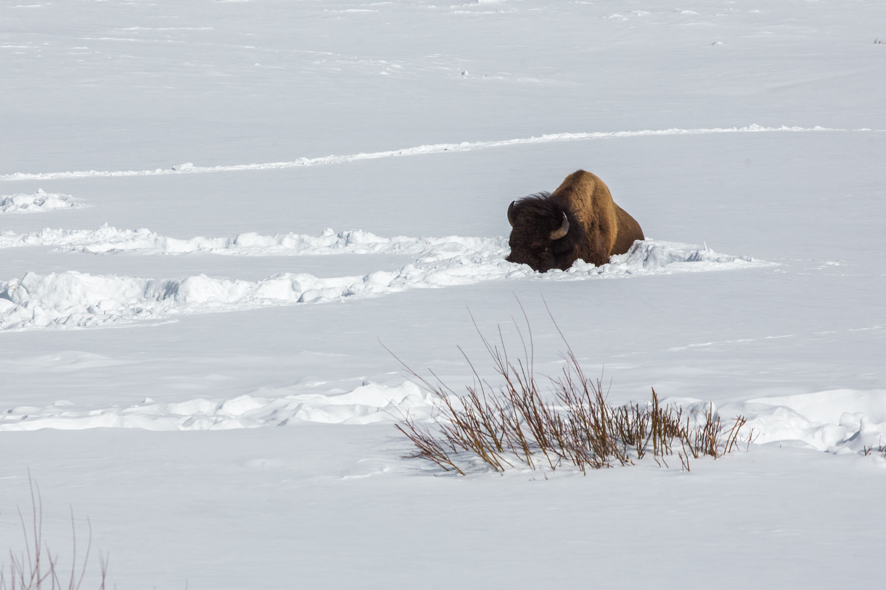 Bison taking a snow nap, Lamar Valley, Yellowstone, March 2021.  Click for next photo.