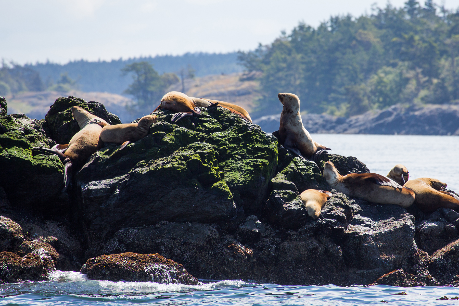 Sea lions, Puget Sound, Washington.  Click for next photo.