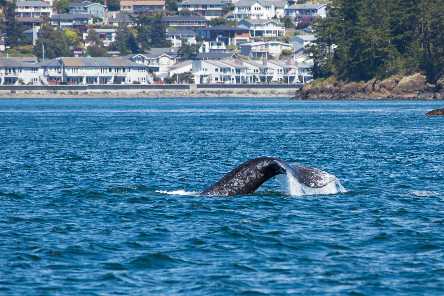 Gray Whale, Puget Sound, Washington.  Click for next photo.