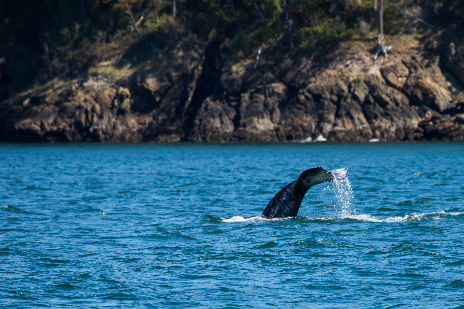 Gray Whale, Puget Sound, Washington.  Click for next photo.