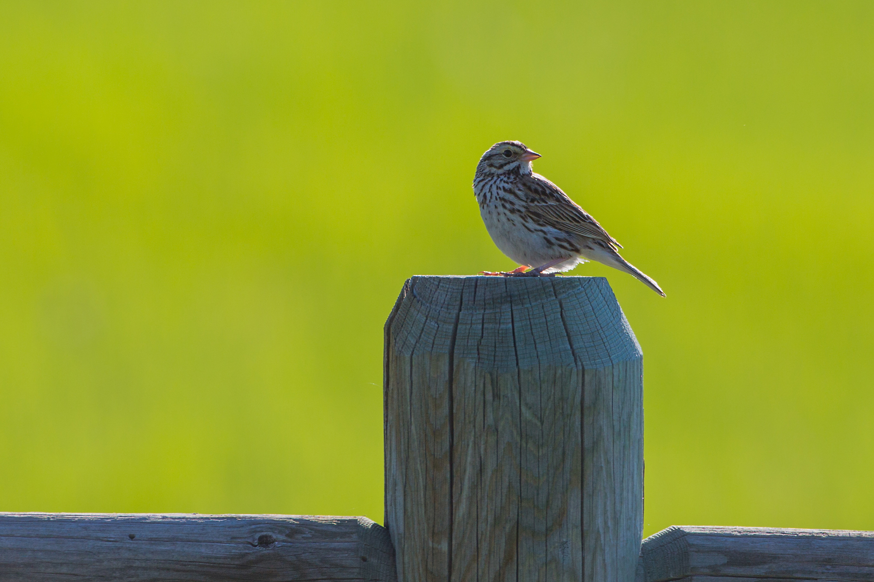 Little brown bird, Red Lodge, Montana, June 2021.  Click for next photo.