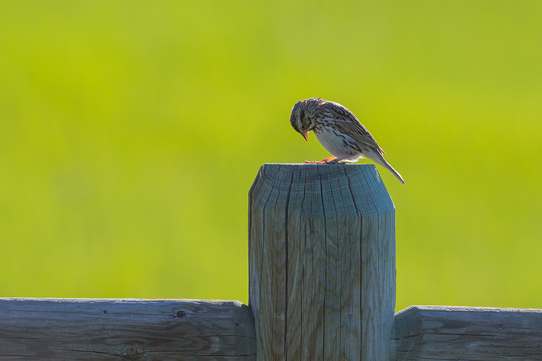 Little brown bird, Red Lodge, Montana.  Click for next photo.