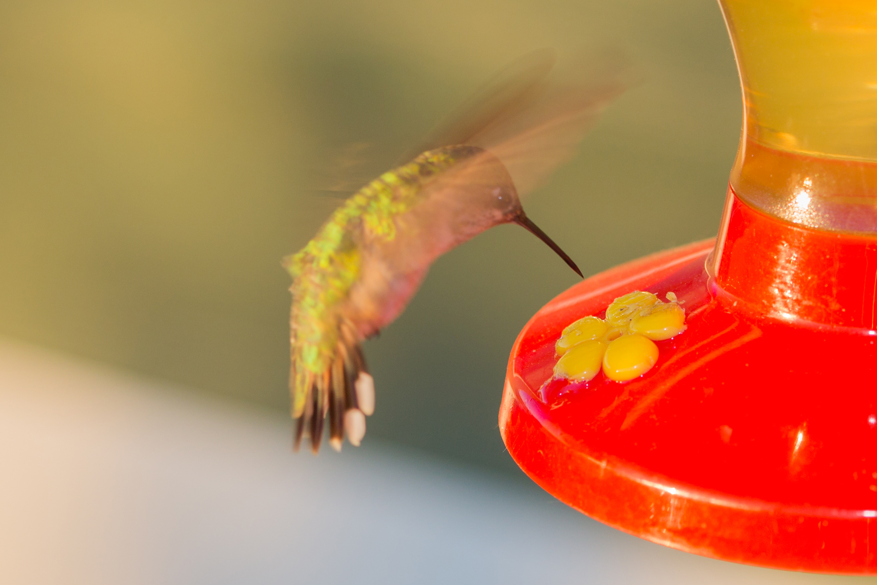 Hummingbird, Red Lodge, MT, 2021.  Click for next photo.