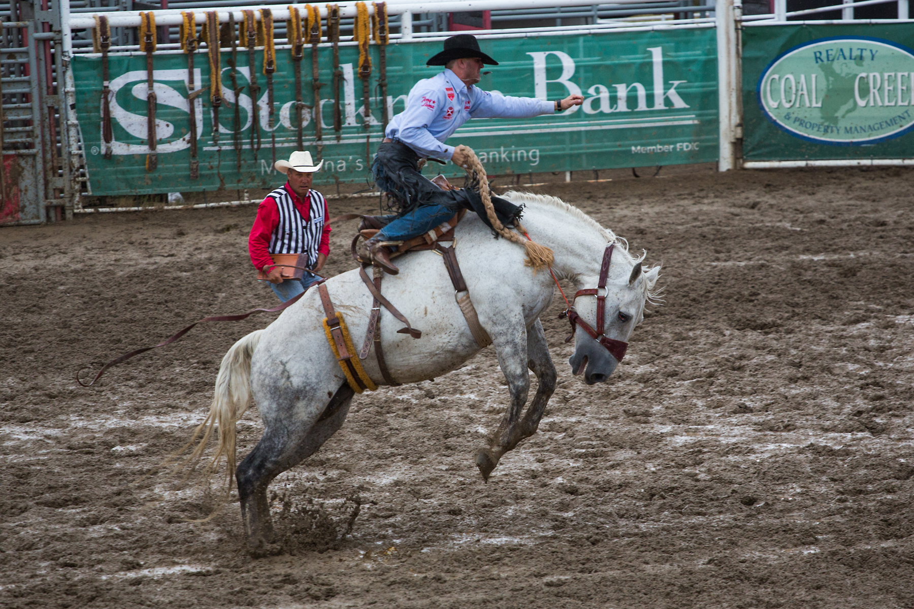 Saddle bronc at Home of Champions Rodeo, Red Lodge, MT.  Click for next photo.