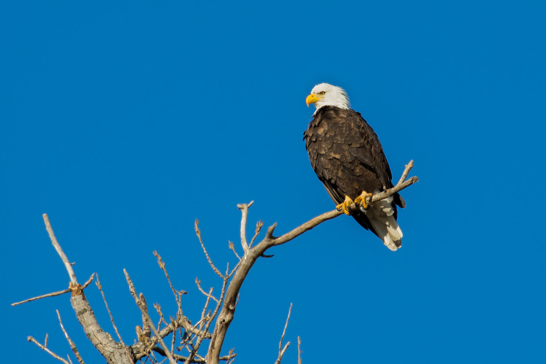 Bald eagle, Loess Bluffs NWR, Missouri.  Click for next photo.