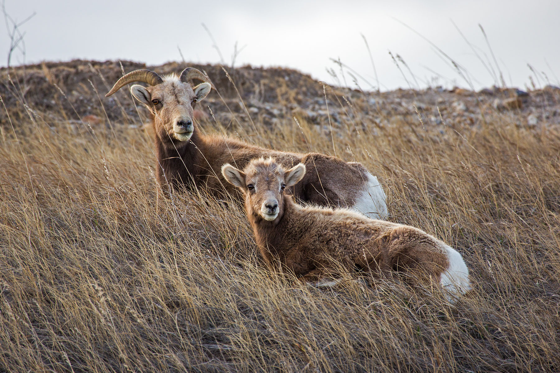 Bighorn ewe and lamb, Badlands National Park, South Dakota, early December 2021.  Click for next photo.