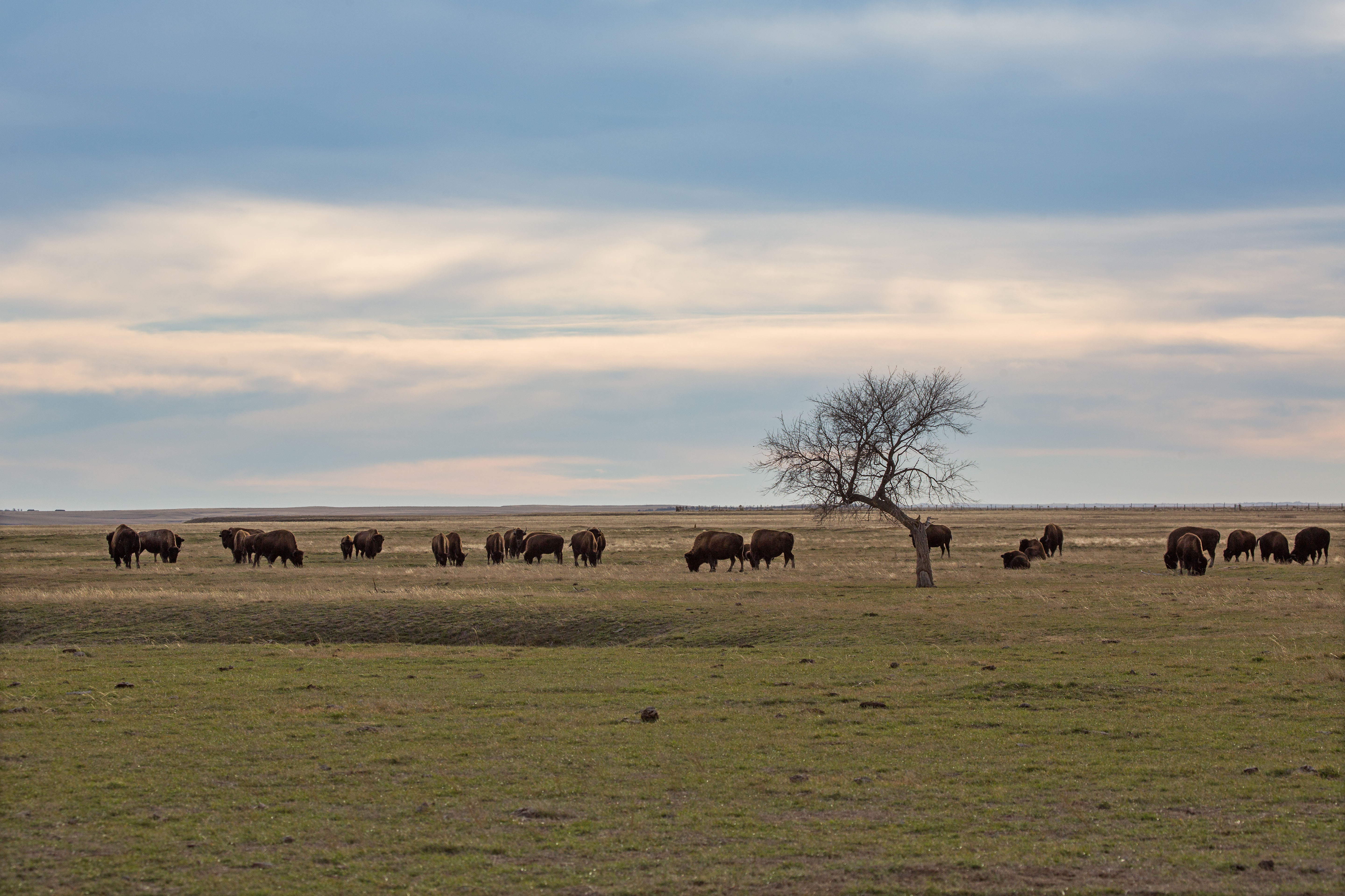 Bison, Badlands National Park, South Dakota.  Click for next photo.