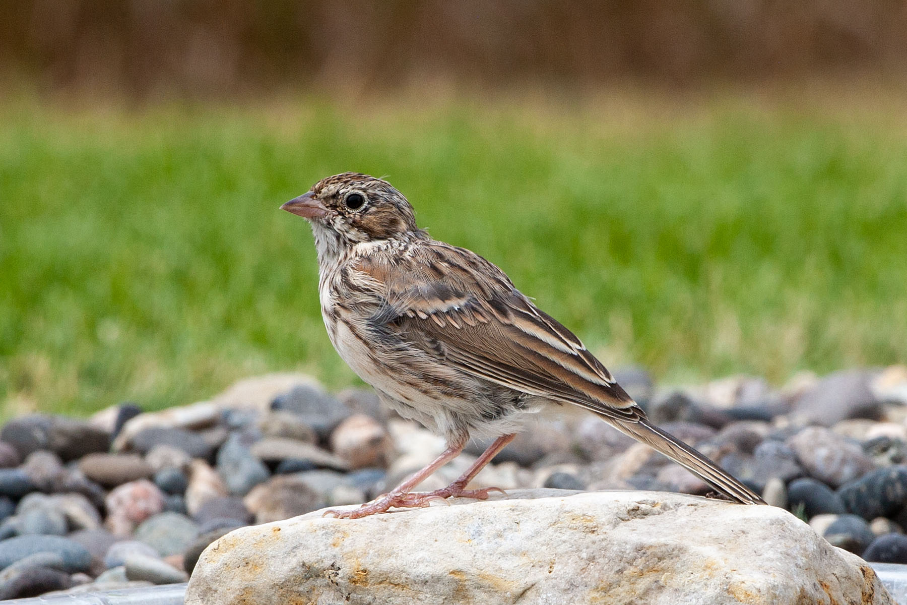 Sparrow, Red Lodge, MT, 2021.  Click for next photo.