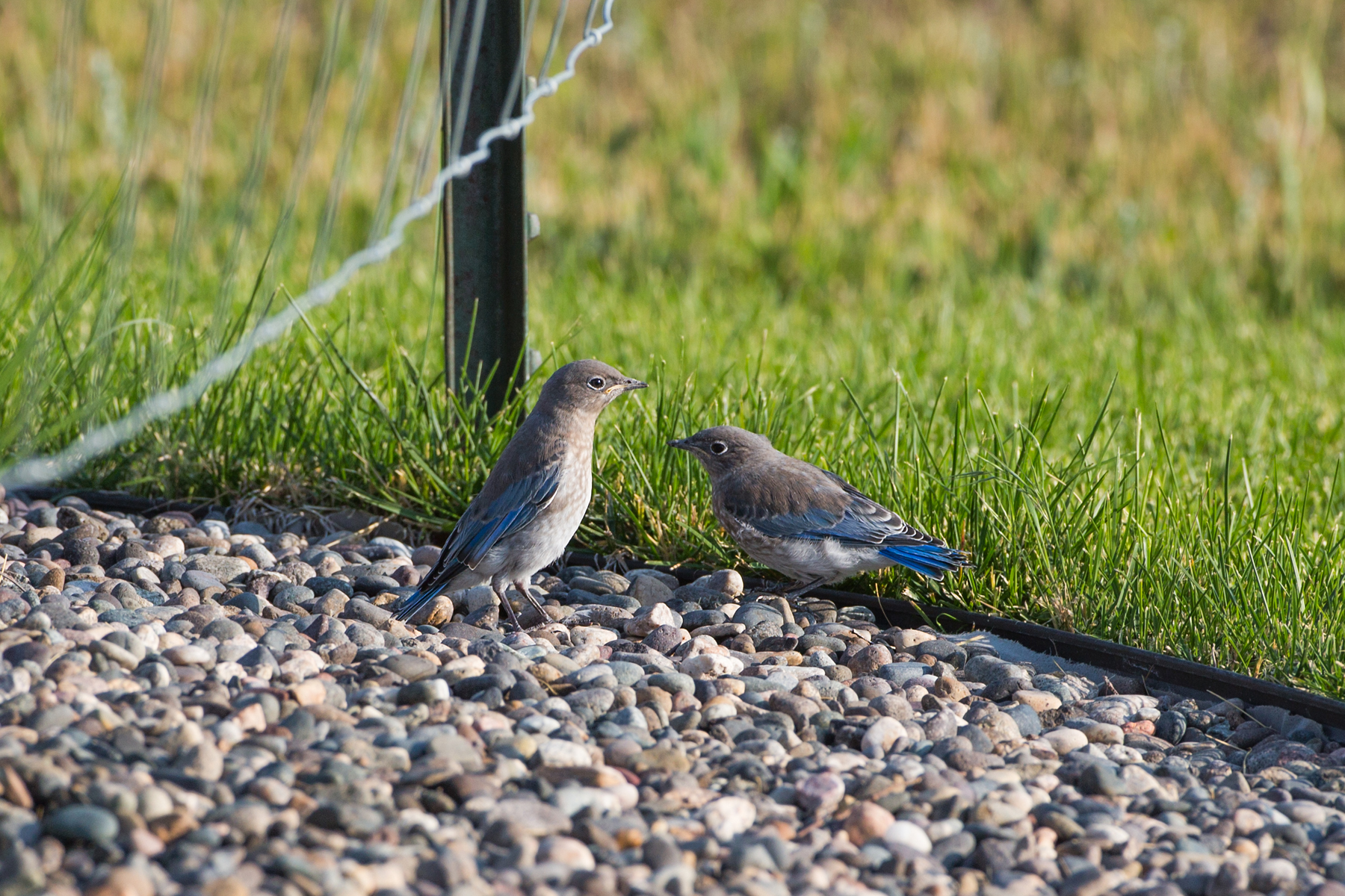 Mountain Bluebird fledglings, Red Lodge, MT, 2021.  Click for next photo.