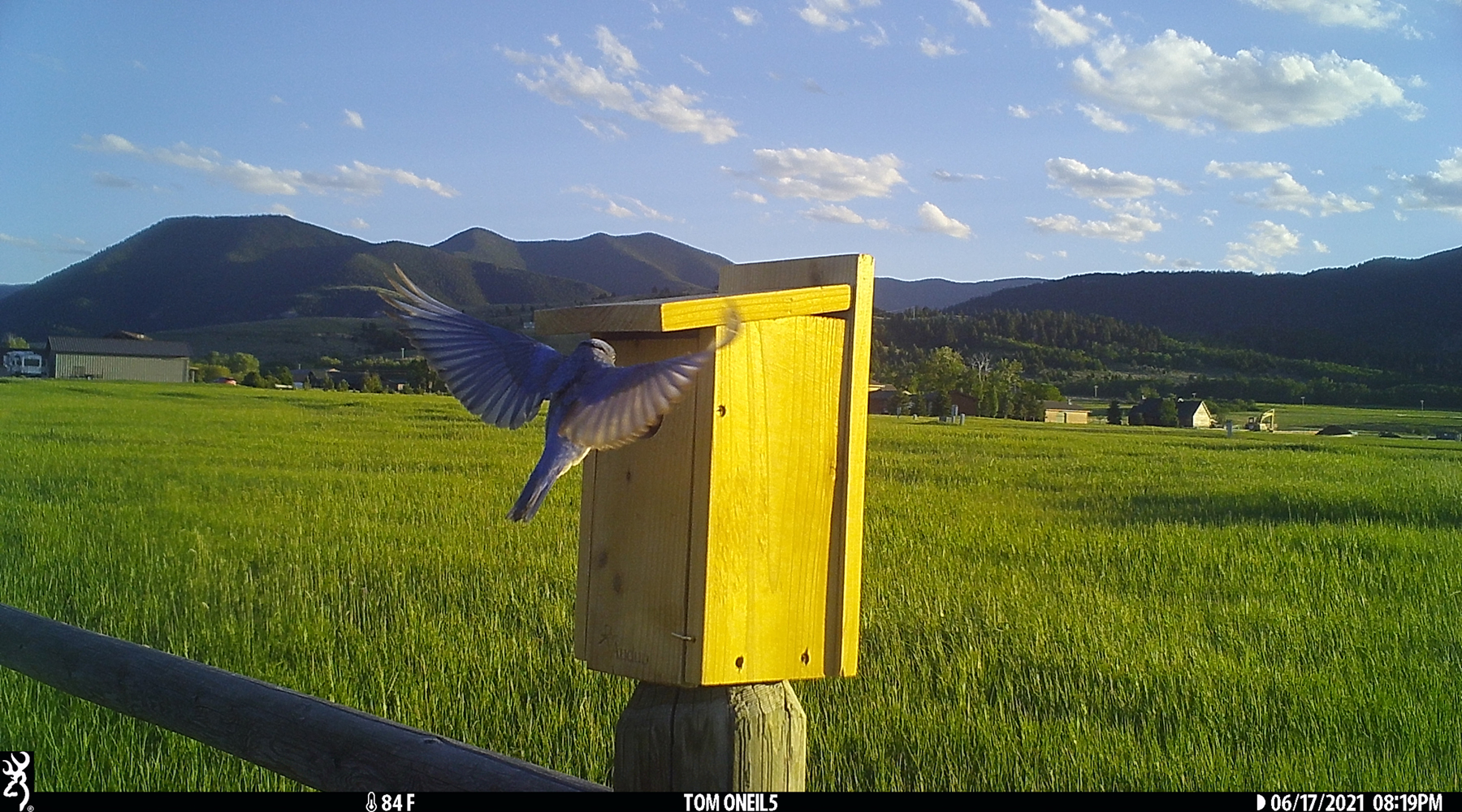 Bluebird, Red Lodge, Montana, June 2021.  Trailcam.