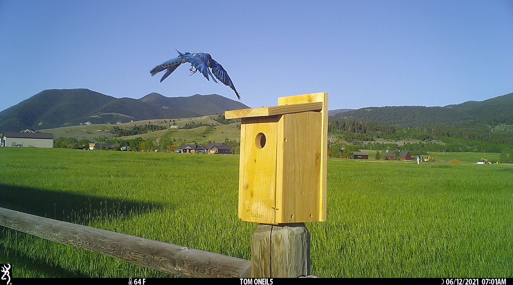 Bluebird, Red Lodge, Montana, June 2021.  Trailcam.  Click for next photo.