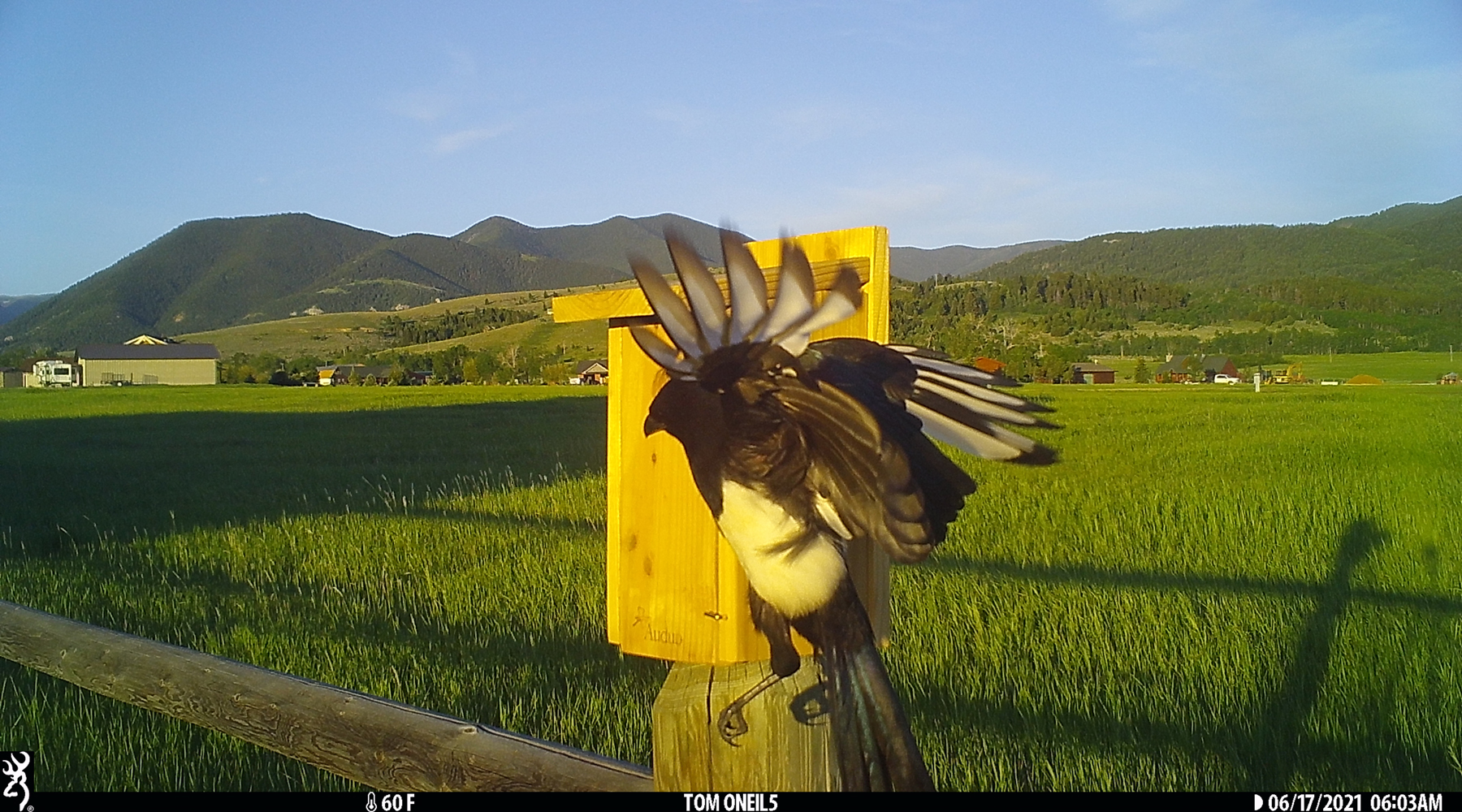 Magpie checking out bluebird box, Red Lodge, Montana, June 2021.  Trailcam.  Click for next photo.