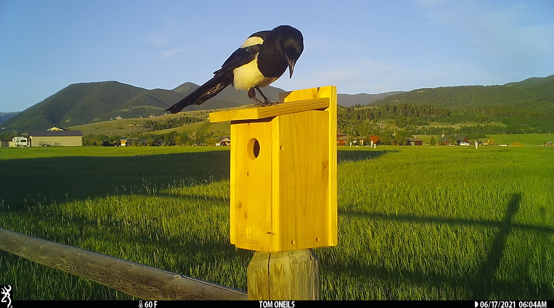 Magpie checking out bluebird box, Red Lodge, Montana, June 2021.  Trailcam.
