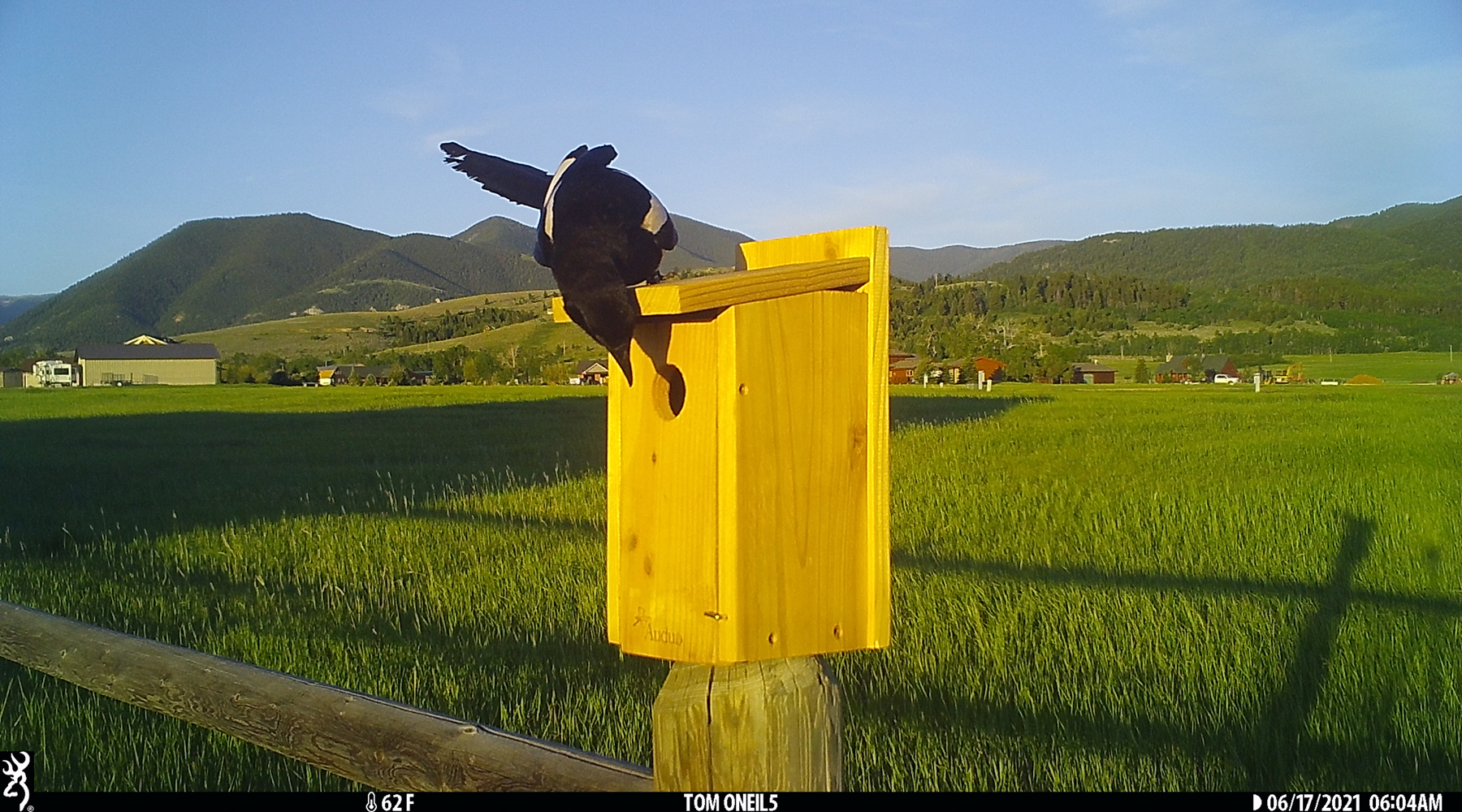 Magpie checking out bluebird box, Red Lodge, Montana, June 2021.  Trailcam.
