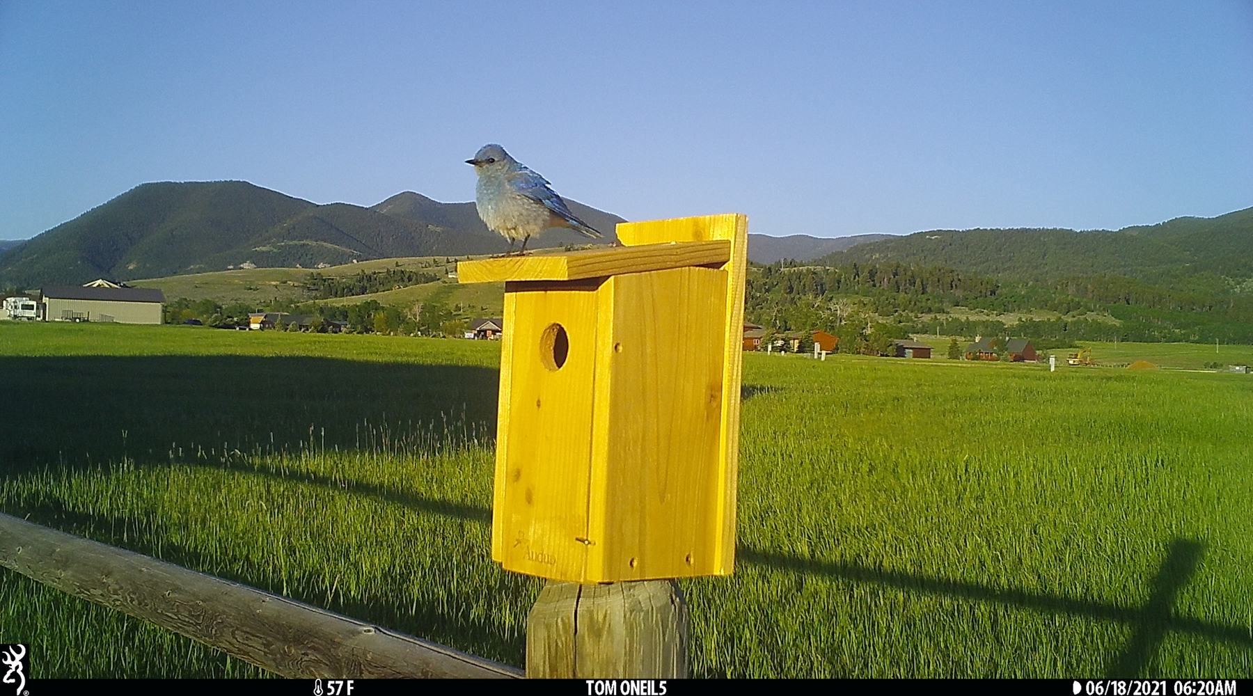 Bluebird, Red Lodge, Montana, June 2021.  Trailcam.  Click for next photo.