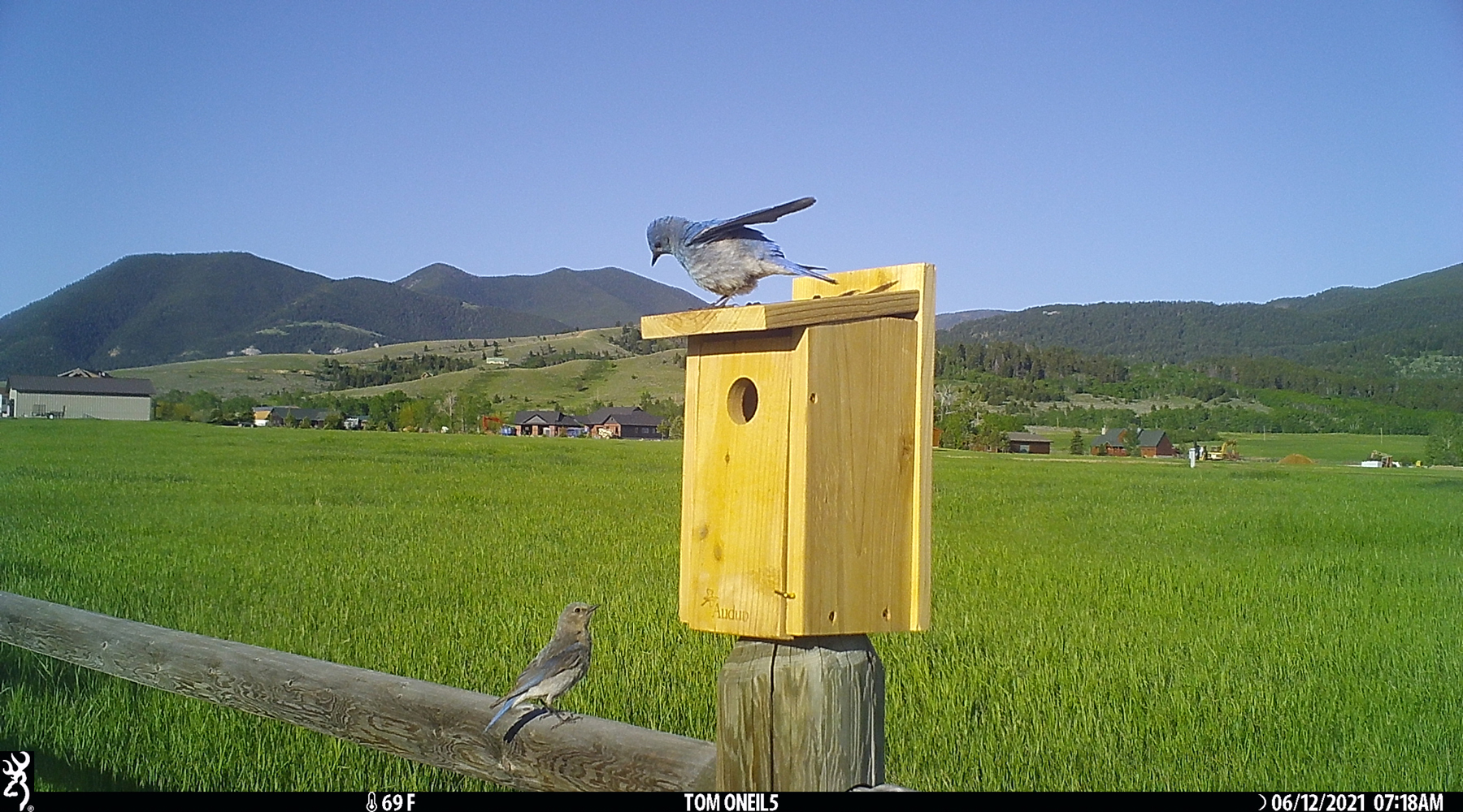 Bluebirds, Red Lodge, Montana, June 2021.  Trailcam.