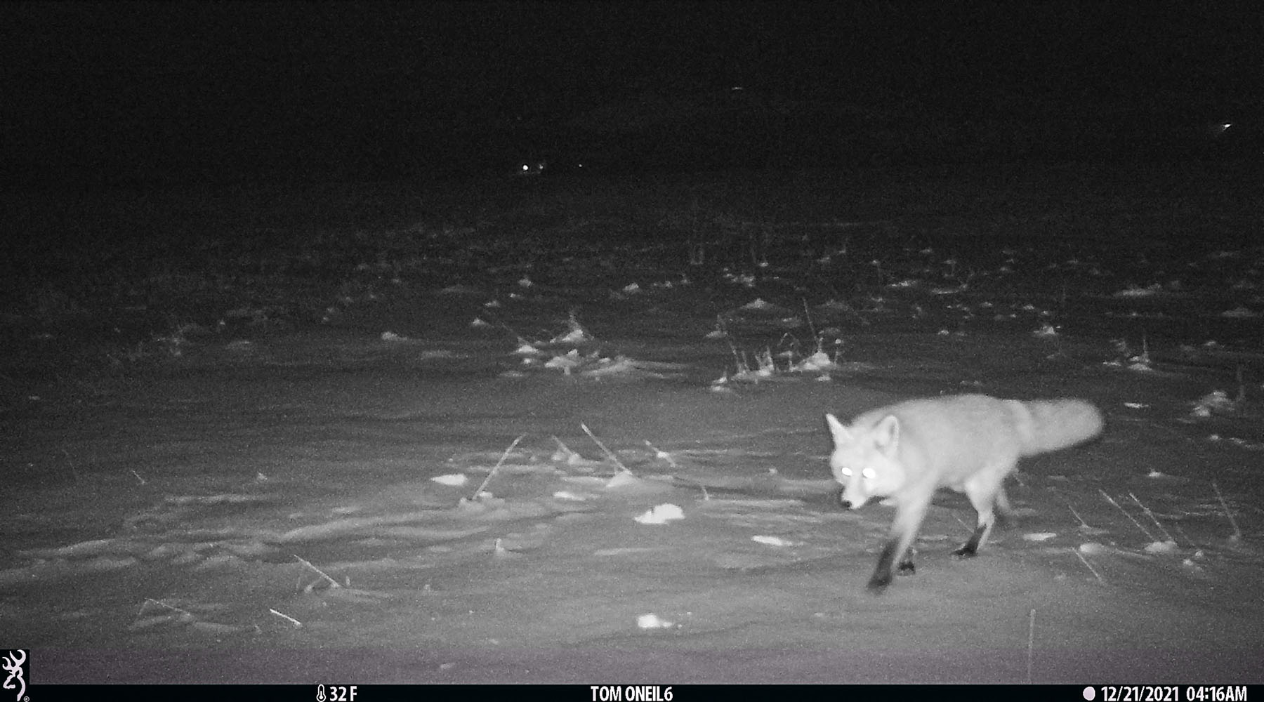 Fox, Red Lodge, MT, December 2021.  Click for next photo.
