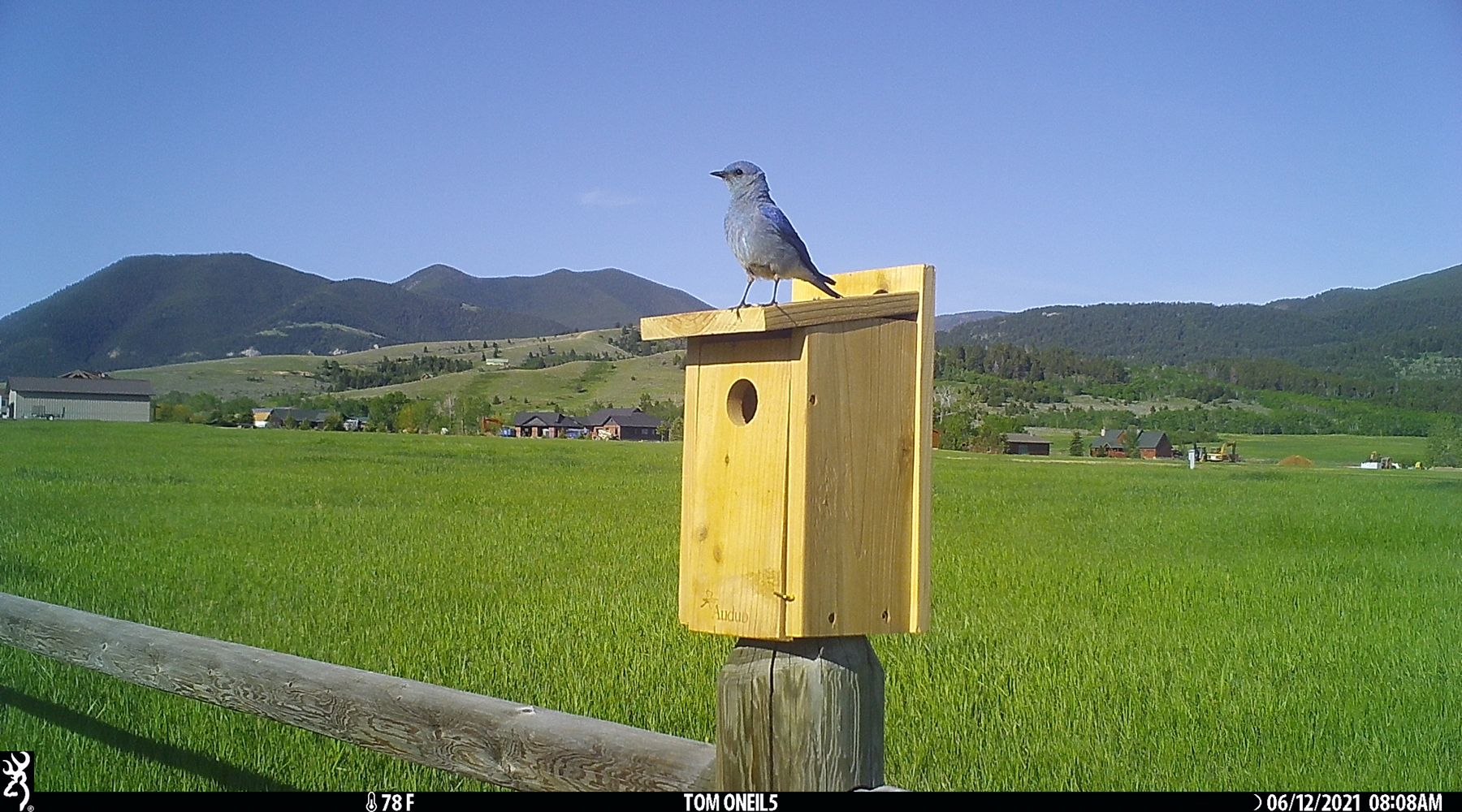 Bluebird, Red Lodge, Montana, June 2021.  Trailcam.