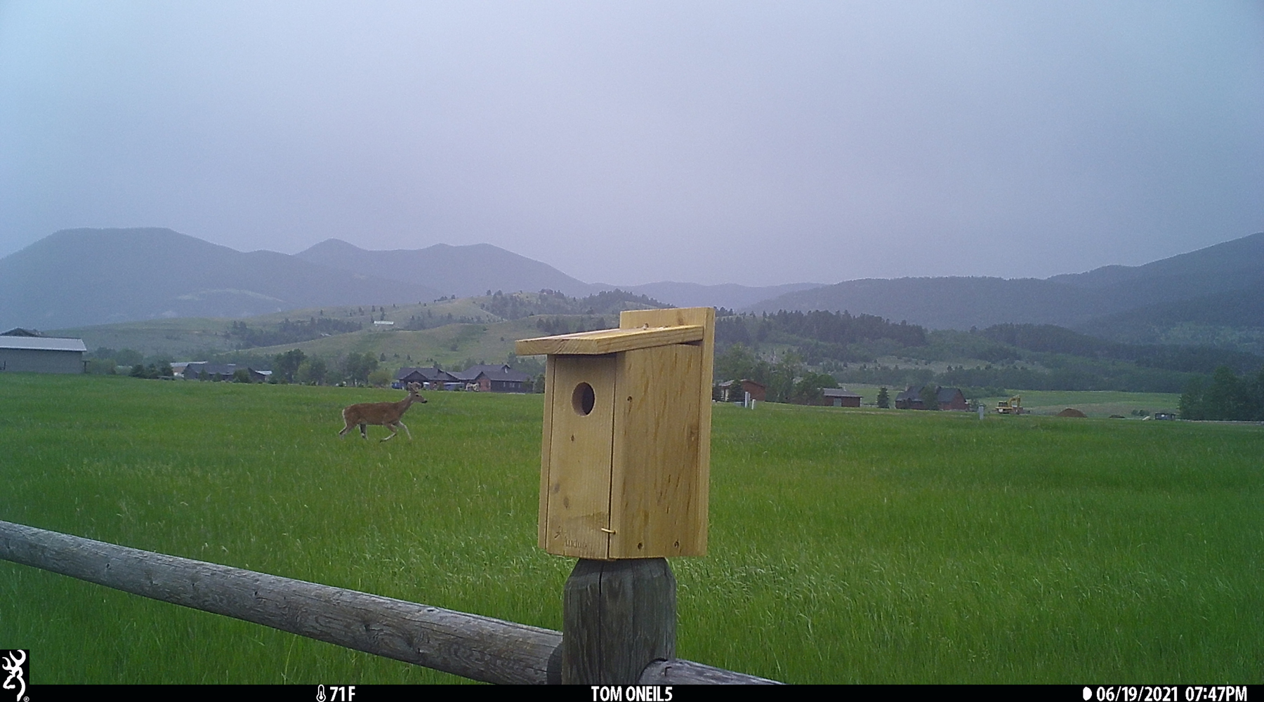 Deer, Red Lodge, Montana, June 2021.  Trailcam.  Click for next photo.