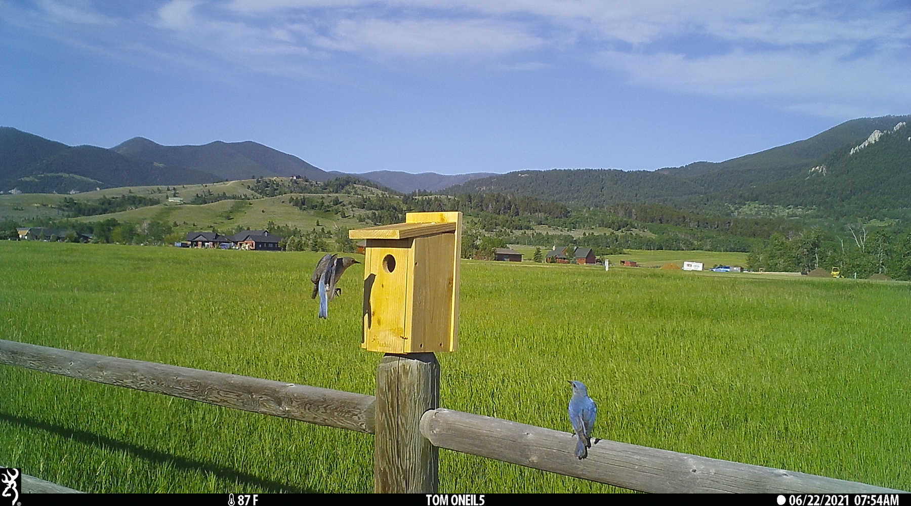 Bluebirds, Red Lodge, Montana, June 2021.  Trailcam.