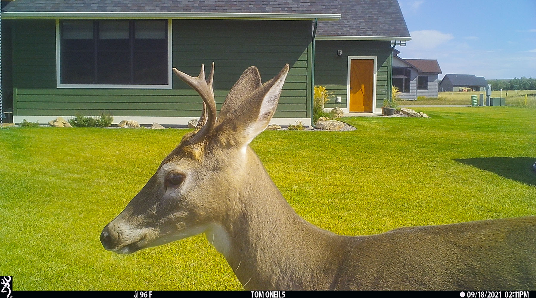Deer on trailcam, Red Lodge, MT, 2021.  Click for next photo.