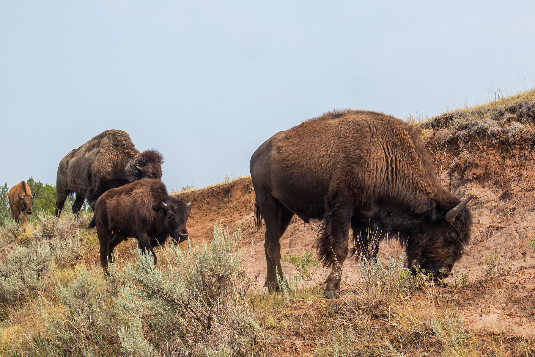Bison, TR National Park, North Dakota.  Click for next photo.