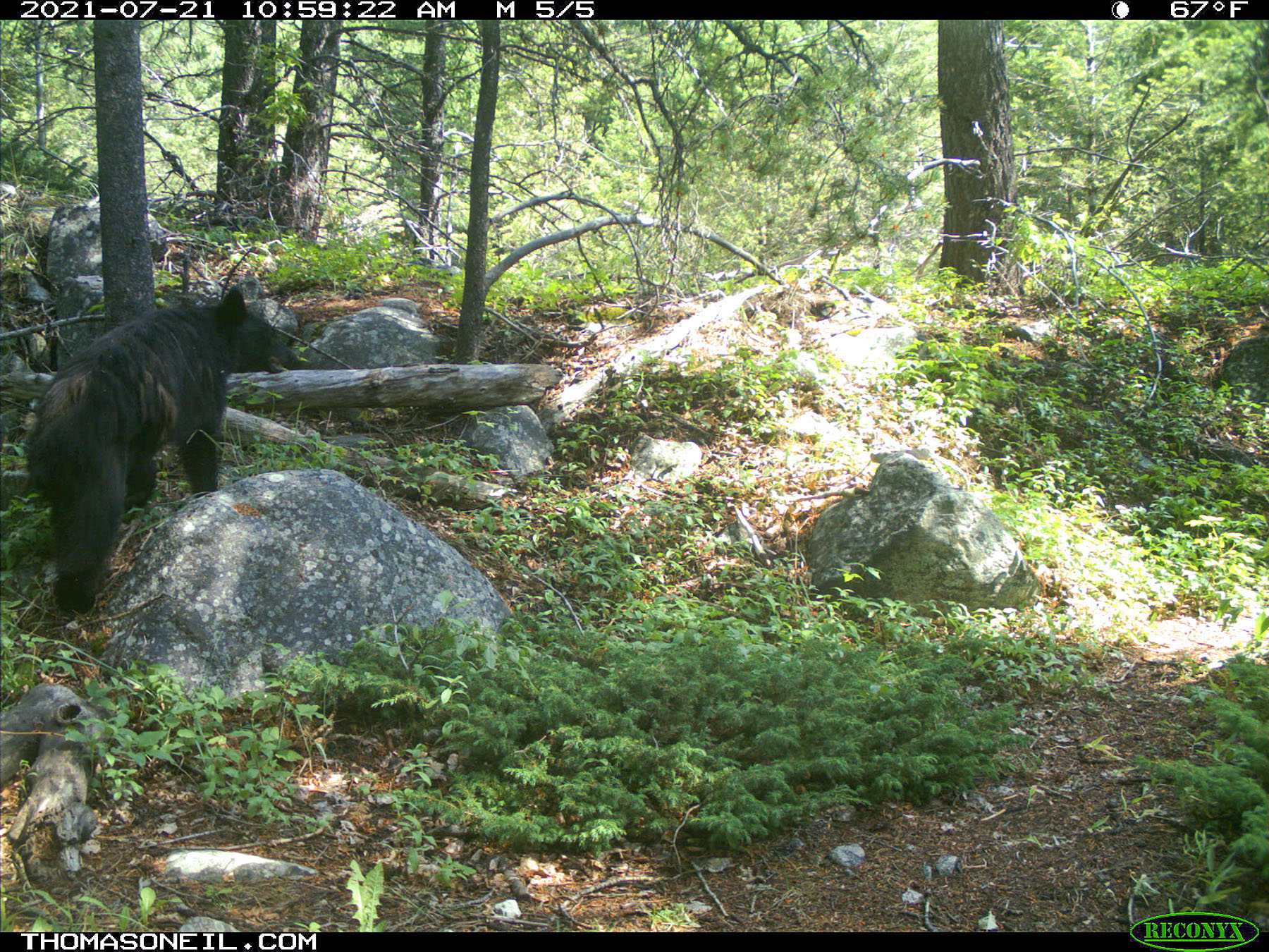 Bear on trailcam near Red Lodge, MT.  Click for next photo.