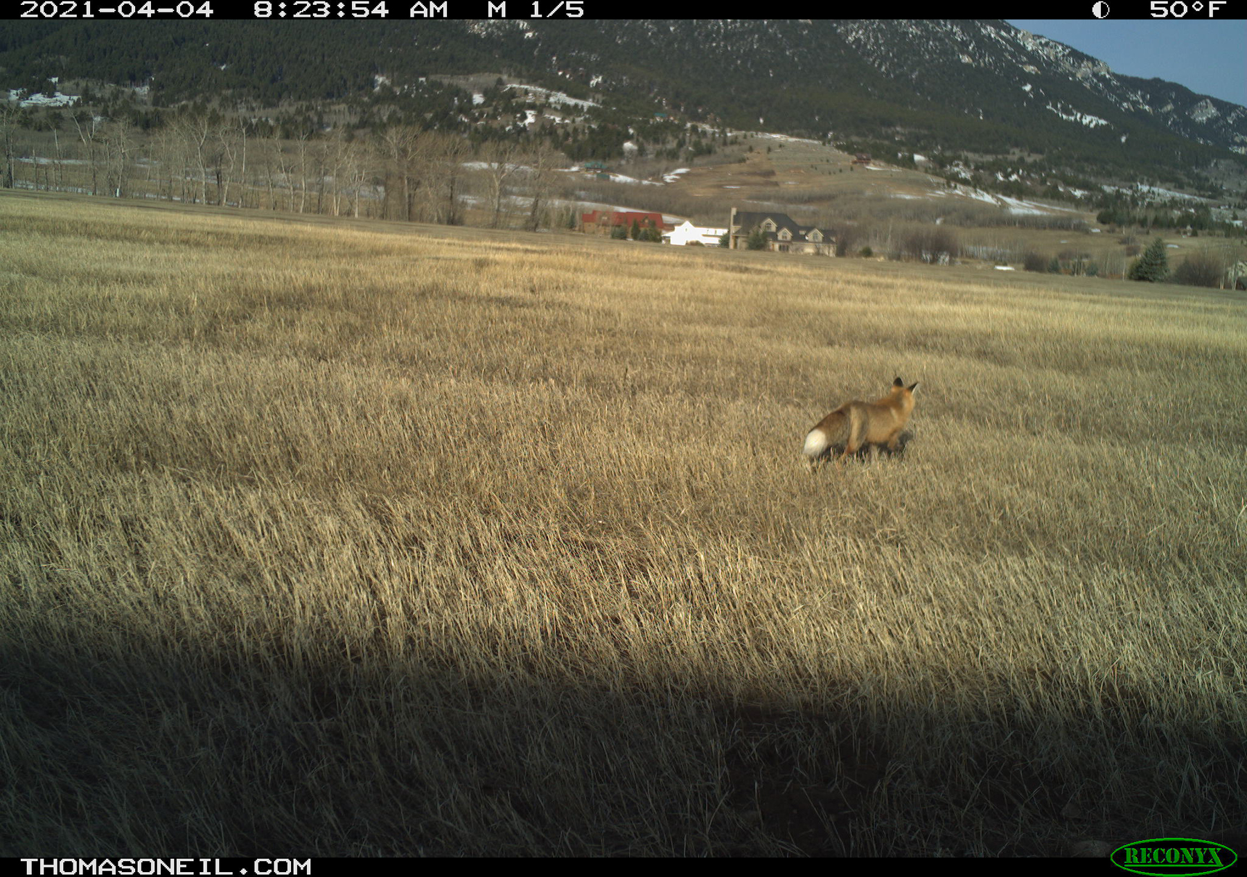 Fox, Red Lodge, Montana.  Click for next photo.