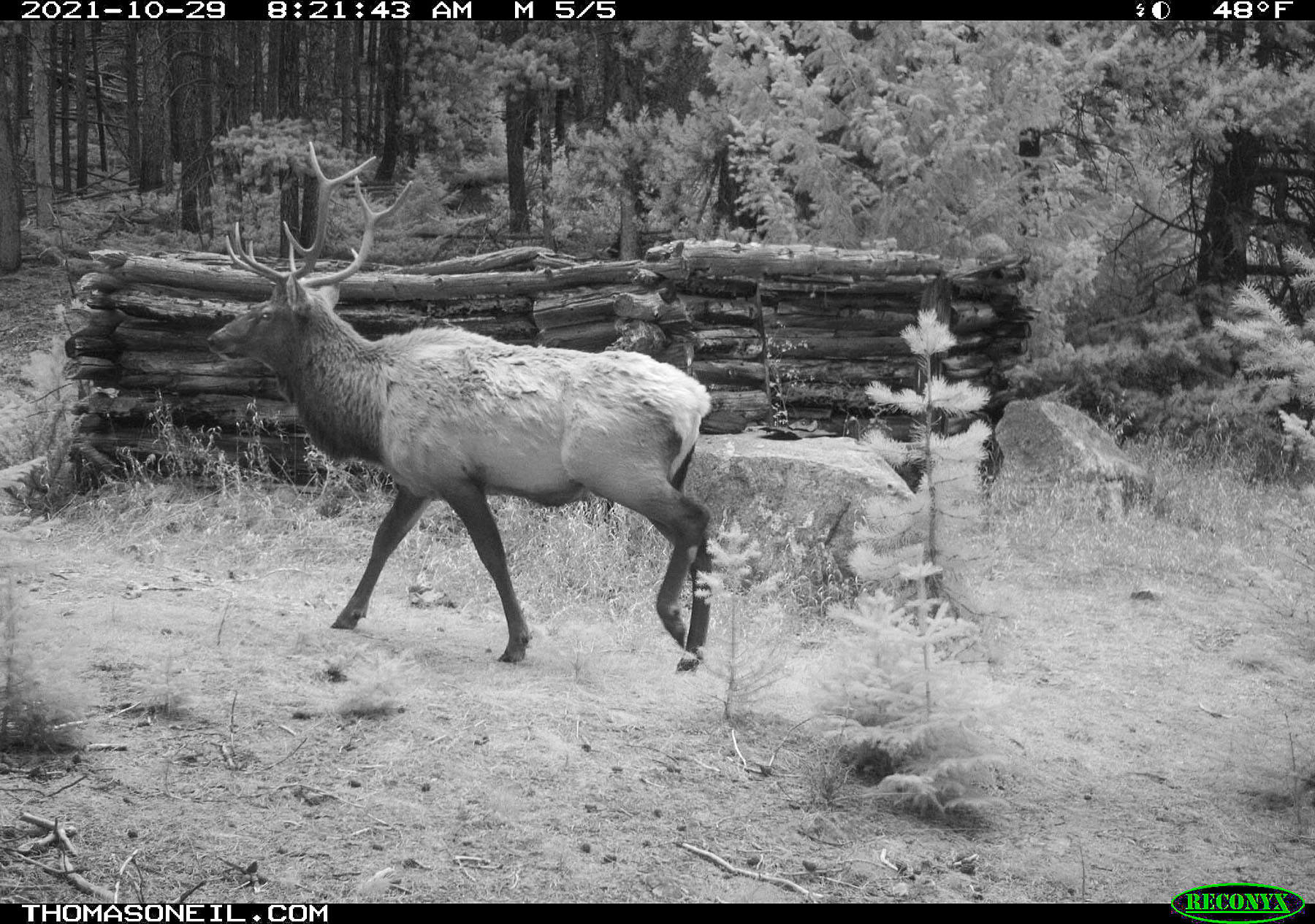 Elk near Red Lodge, MT, October 2021.  Click for next photo.