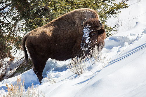 Bison, Yellowstone.