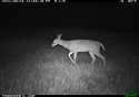 Deer, Red Lodge, Montana, June 2021.  Trailcam.