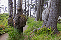 Weird tree growths, Olympic National Park, Washington, May 2021.